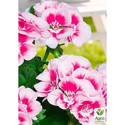 Саджанець Agro-Market Пеларгонія зональна Flower Fairy White Splash (178506) 1 шт. в упаковці - мініатюра 2