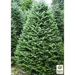 Саджанець Agro-Market Ялиця Бальзамічна 3-х річна (Abies balsamea) висота 30-40 см (120423) - мініатюра 2