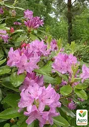 Саджанець Agro-Market Рододендрон катевбінський Боурзалт (Rhododendron Catawbiense Boursault) вазон Р13 (181753) - мініатюра 2