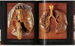 Anatomical Waxes. 45th Edition - мініатюра 16