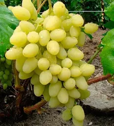 Саджанець Agro-Market Виноград Довгоочікуваний (кишмиш, дуже ранній термін дозрівання, стабільно високий рівень врожайності) 1 шт. в пакуванні (17700) - мініатюра 3