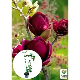 Саджанець Agro-Market Магнолія 4-х річна гібридна Black Tulip (висота 50-60 см) (181165) 1 шт. в упаковці - мініатюра 4