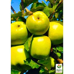 Саджанець Agro-Market Яблуня Мутсу укорінена в контейнері (саджанець 2 роки) (99975) - мініатюра 2