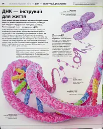 Енциклопедія знань. Тіло людини - мініатюра 11