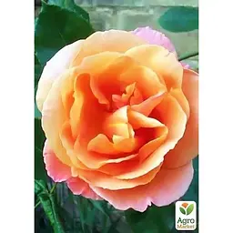 Саджанець Agro-Market Троянда плетиста Скулгел (клас АА +) вищий сорт (15899) 1 шт. - мініатюра 2
