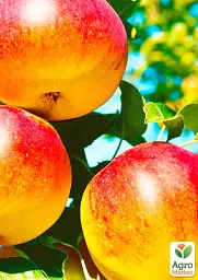 Саджанець Agro-Market Яблуня Женева Ерлі (літній сорт, ранній термін дозрівання) 1 шт. в упаковці (25620) - мініатюра 2