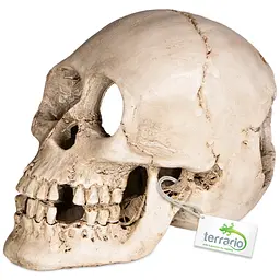 Декорація череп людини Terrario Human Skull XL 15x10x9см (161012) - мініатюра 5