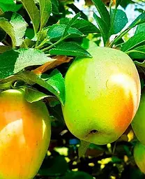 Саджанець Agro-Market Яблуня Сінап Алма-Атинській (зимовий сорт, пізній термін дозрівання) (23465) 1 шт. в упаковці - мініатюра 2