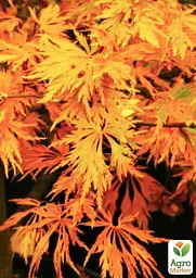 Саджанець Agro-Market Клен японський плакучий пальмолистний Emerald Lace (Acer palmatum Emerald Lace) 1 шт. в упаковці (52773) - мініатюра 2