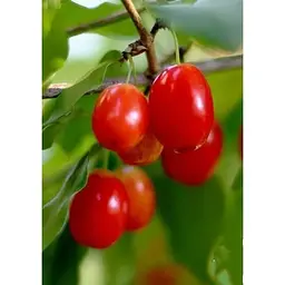 Саджанець Agro-Market Кизил темно-червоний Полум'я пристрасті (Flame of passion) (преміальний морозостійкий сорт) 1 шт. в упаковці (45987) - мініатюра 2