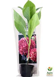 Саджанець Agro-Market Гортензія крупнолиста рожева Ніжні почуття (Tender sentiment) (24573) - мініатюра 2