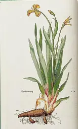 Leonhart Fuchs. The New Herbal - мініатюра 2