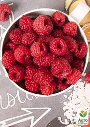 Саджанець Agro-Market Малина Либідь 2 шт. в пакуванні (44766) - мініатюра 2