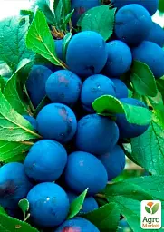 Саджанець Agro-Market Слива колоновидна Анже Ексклюзив 1 шт. в упаковці (21347) - мініатюра 2
