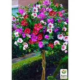 Саджанець Agro-Market Гібіскус сирійський деревовидний суміш Tricolor (48567) 3 шт. в упаковці - мініатюра 2