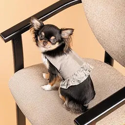 Шлея Pet Fashion для дівчинки Nika S - мініатюра 5