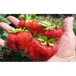 Саджанець Agro-Market Полуниця Маршал (Marshal) 5шт (середній термін дозрівання, сорт стійкий до багатьох хвороб) (36948) - мініатюра 8