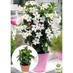 Саджанець Agro-Market Дипладенія (Mandevilla) Snow White (квітуча ліана) (184317) 1 шт. - мініатюра 2