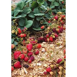 Саджанець Agro-Market Полуниця Спокуса 5шт (ремонтантний сорт один з кращих, ранній термін дозрівання) (44703) - мініатюра 5