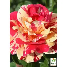 Троянда плетиста Agro-Market Vanille Fraise саджанець класу АА+ вищий сорт 1 шт. в упаковці (181456) - мініатюра 2