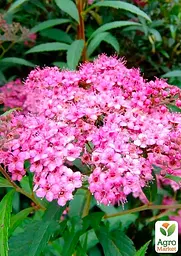 Саджанець Agro-Market Спірея Японська 2-річна Japanese Dwarf вазон С2, висота 15-25см (176828) - мініатюра 3