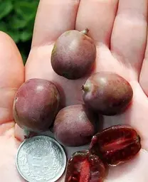 Саджанець Agro-Market Актинідія Кінс Ред (міні-ківі, морозостійкий сорт) (43947) 1 шт. в упаковці - мініатюра 2