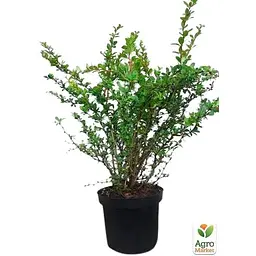 Саджанець Agro-Market Барбарис середній 2-х річний Park Jewel С3 висота саджанця 30-60 см (101795) 1 шт. в упаковці - мініатюра 2