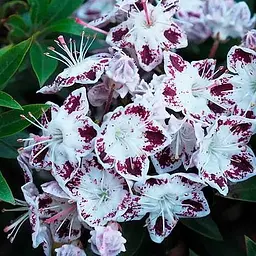 Кальмія latifolia "Magic Star" (186708) 1 саженец