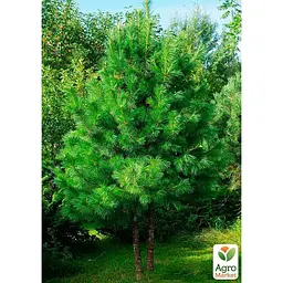 Саджанець Agro-Market Сосна Кедрова Pínus sibírica (цінний висококалорійний горіх) (176346) - мініатюра 2