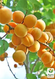 Саджанець Agro-Market Абрикос Альоша (літній сорт, ранній термін дозрівання) 1 шт. в упаковці (178181) - мініатюра 2