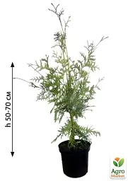 Саджанець Agro-Market Туя західна Braband С3 висота 40-55 см 1 шт. в упаковці (71733) - мініатюра 3
