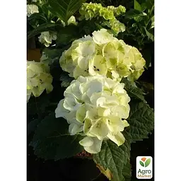 Саджанець Agro-Market Гортензія крупнолистова кучерява Caipirinha (152207) 1 шт. в упаковці - мініатюра 2