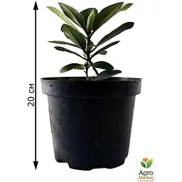 Саджанець Agro-Market Рододендрон персиковий Флаутандо (Flautando) (25905) 1 шт. в упаковці - мініатюра 5