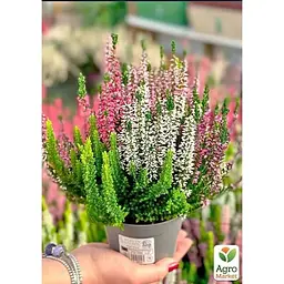 Саджанець Agro-Market Верес вічнозелений мікс сортів (179895) 1 шт. в упаковці - мініатюра 2