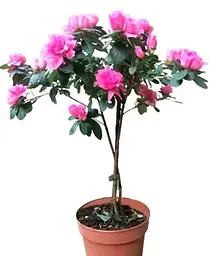 Рододендрон Agro-Market Bicolor на штамбі квітучий 3-х річний 40-60 см з Нідерландів 1 саджанець в упаковці - мініатюра 2