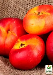 Саджанець Agro-Market Інжирний нектарин пірамідальний Месембрин (Mesembrine) 1 шт. в упаковці (102119) - мініатюра 2