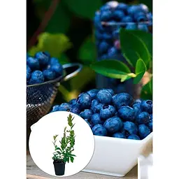 Саджанець Agro-Market Лохина (чорниця садова) рання Дюк (Duke) (один з найбільш високоврожайних сортів) 1 шт. в упаковці (21311) - мініатюра 2