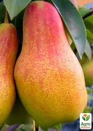 Груша Agro-Market "Талгарська красуня" вкорінена в контейнері (саджанець 2 роки) (156415) 1 саджанець в упаковці - мініатюра 3