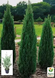 Саджанець Agro-Market Ялівець 3-річний Hibernica С3 висота 40-60 см 1 шт. в упаковці (101937) - мініатюра 2