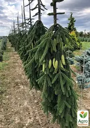 Саджанець Agro-Market Ялина звичайна Inversa С7.5 висота 90-100 см 1 шт. в упаковці (183033) - мініатюра 3