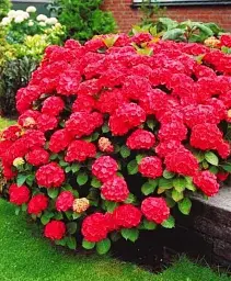 Гортензія Agro-Market Red beauty крупнолиста червона 1 саджанець в упаковці (44821) - мініатюра 4