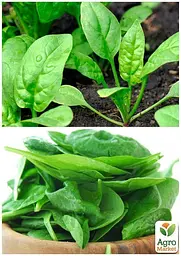 Насіння Agro-Market Шпинат гігантський на вагу ціна за 7 г (35738) - мініатюра 5