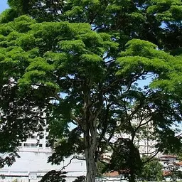 Оксамит Амурський Agro-Market Phellodendron Amurense коркове дерево лікувальний 49538 1 шт. в упаковці