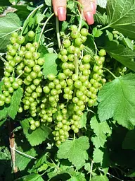 Саджанець Agro-Market Порічка (смородина) червона Ровада Rovada) середньо-пізній термін дозрівання, має великі, тверді і блискучі ягоди) 1 шт. в пакуванні (23393) - мініатюра 3