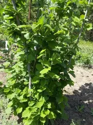 Саджанець Agro-Market Фундук Барселонський (перехресне запилення, садити по 2 шт.) 1 шт. в упаковці (44829) - мініатюра 5