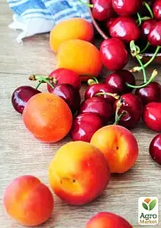 Саджанець Agro-Market Абрикос колоновидний яскраво помаранчевий з легким рум'янцем Сонячне літо (Sunny summer) (преміальний середньостиглий сорт) 1 шт. в упаковці (45791) - мініатюра 4