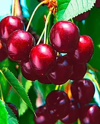 Саджанець Agro-Market Черешня Наполеон чорна (літній сорт, пізній термін дозрівання) (24000) 1 шт. в упаковці - мініатюра 2