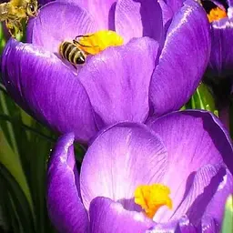 Крокус ботанічний "Barr's Purple" (розмір 5/7, середній) 5 шт (17220)