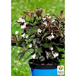 Саджанець Agro-Market Вейгела квітуча 2-річна Ebony and Ivory С2 висота 20-40 см (176653) 1 шт. в упаковці - мініатюра 3