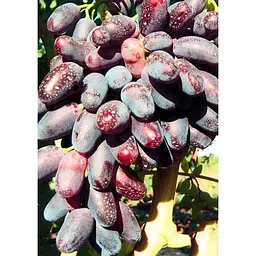 Саджанець Agro-Market Виноград Джованні (дуже раннього терміну дозрівання, не пошкоджується осами) 1 шт. в упаковці (20235) - мініатюра 2